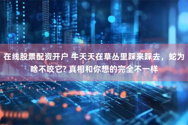 在线股票配资开户 牛天天在草丛里踩来踩去，蛇为啥不咬它? 真相和你想的完全不一样